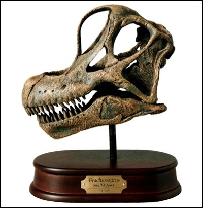 brachiosaurus-skull.jpg